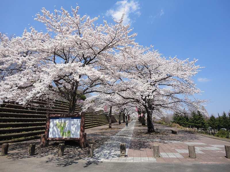 「渋川市総合公園」の「桜」は4/10～が見頃？