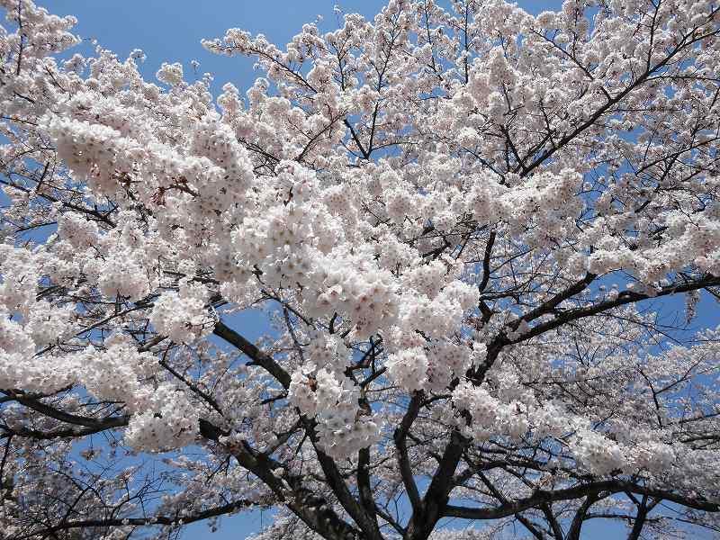 もうすぐ見頃！渋川市総合公園の「桜」