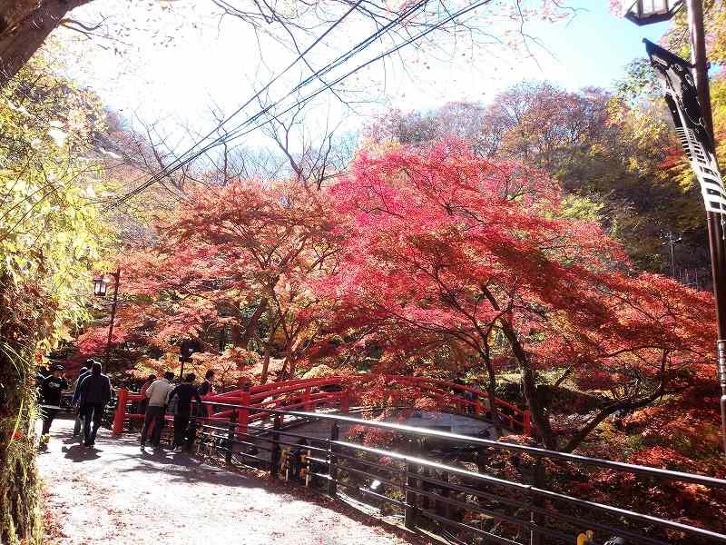 今が見ごろ！11月7日更新！ 『河鹿橋』の紅葉★