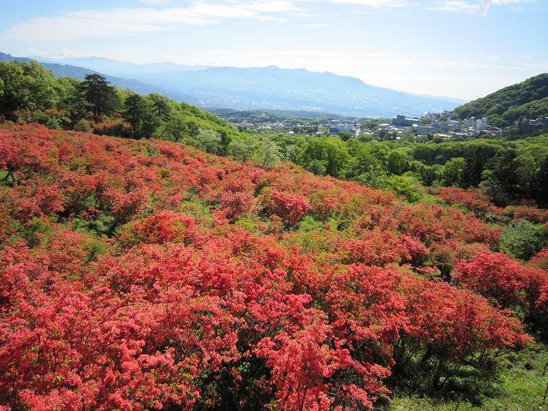 5月は長峰公園の「ヤマツツジ」が絶景！