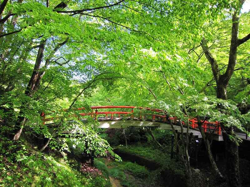 5月13日 河鹿橋周辺で目に優しい「春の息吹」