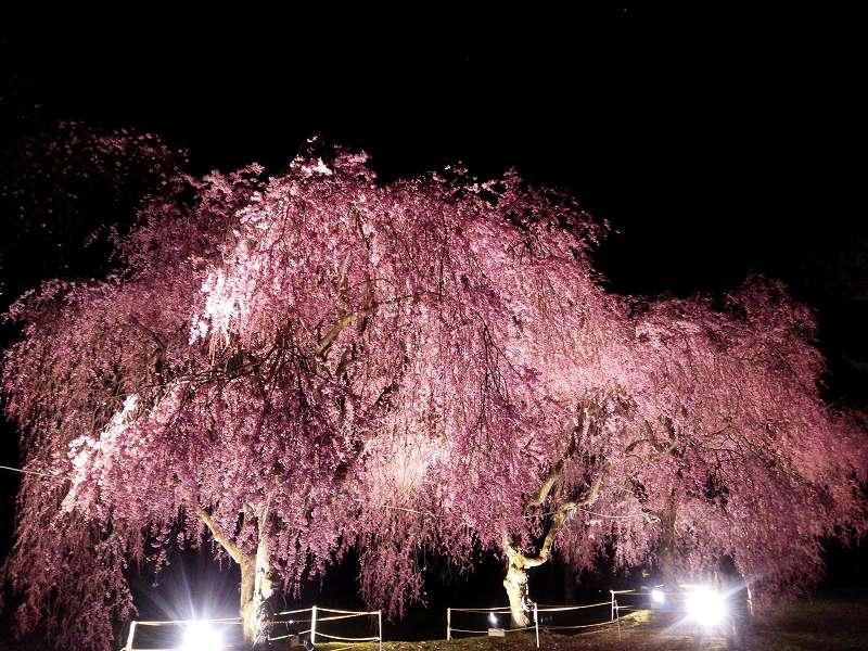 渋川市総合公園の「桜」見頃です！