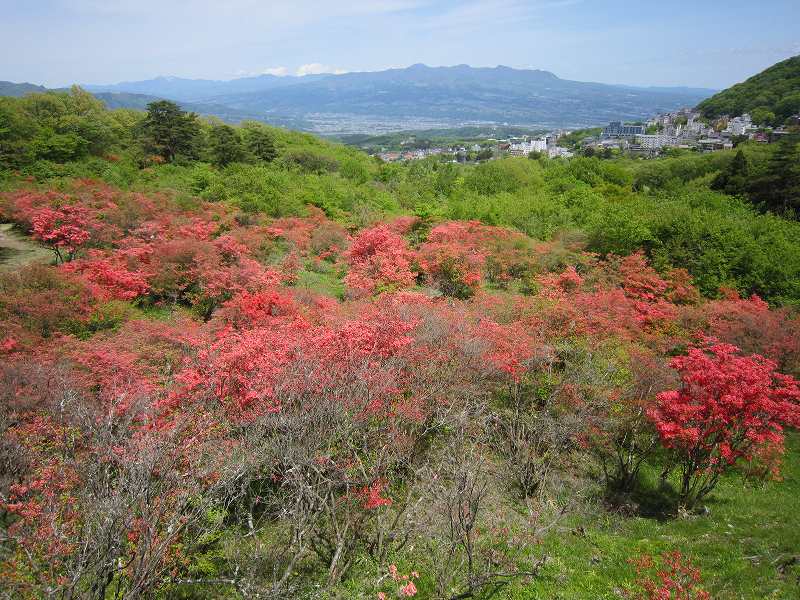 長峰公園の「ヤマツツジ」見頃を迎えました！【5月8日の様子】