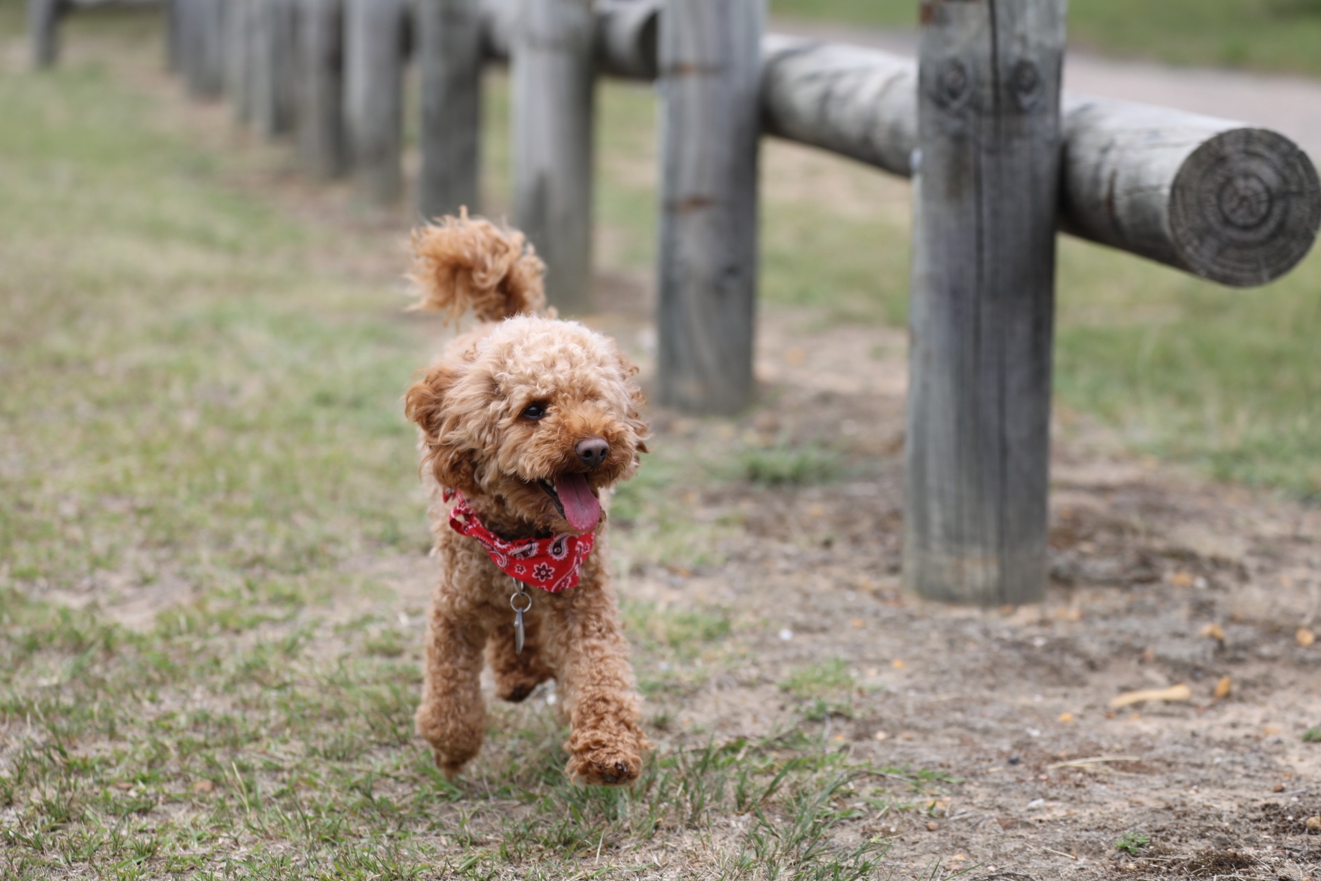 ペットをお連れのお客様へ。【ＨＰ限定】愛犬と過ごす伊香保の休日（ペット専用プラン）