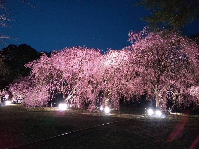 渋川市総合公園の「桜」ライトアップ中！