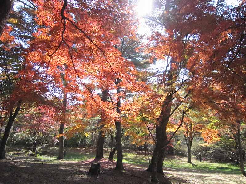 『上ノ山公園の紅葉』『伊香保森林公園　もみじの広場』見頃です！