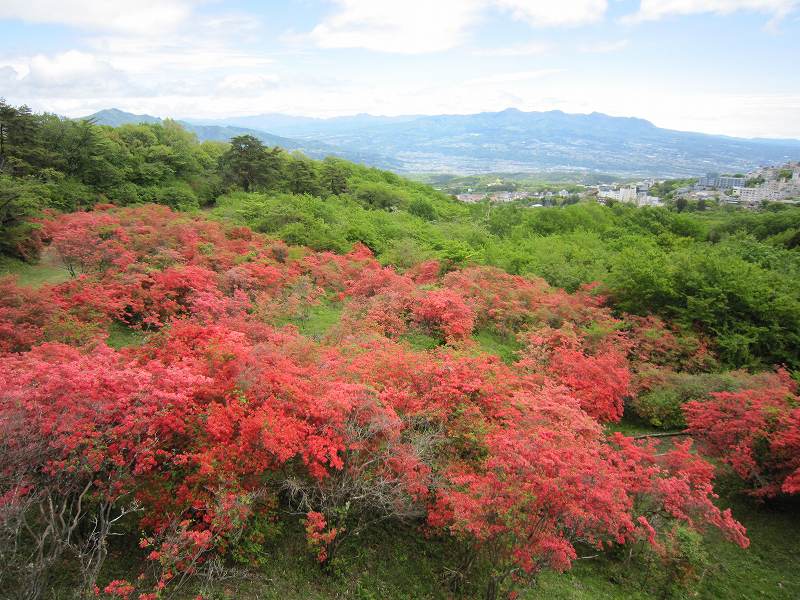 長峰公園の「ヤマツツジ」見頃を迎えました！【5月8日の様子】