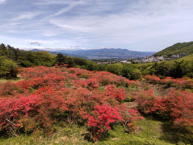 長峰公園の「ヤマツツジ」見頃を迎えました！【5月11日の様子】
