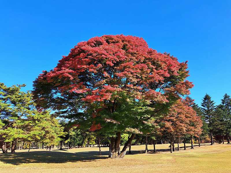 【伊香保カントリークラブ】カートに乗って紅葉見学しませんか　見頃です！