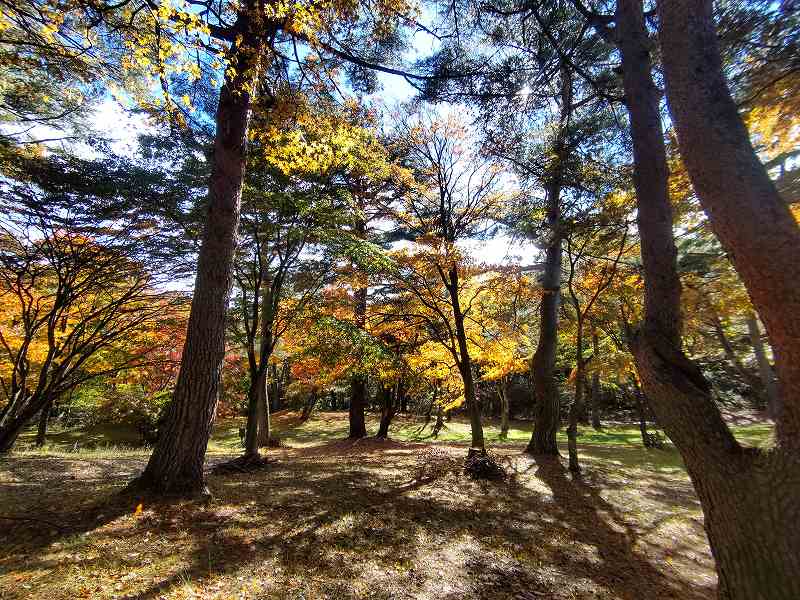 『上ノ山公園の紅葉』見頃です!