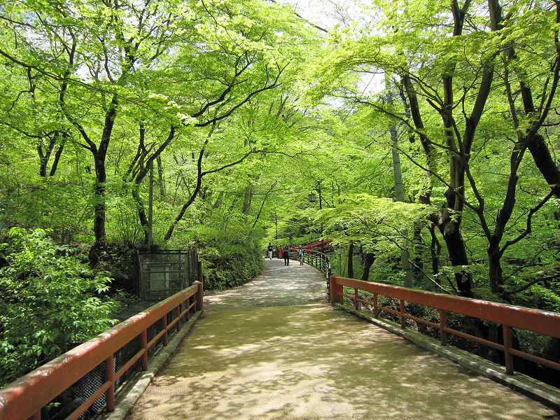 河鹿橋周辺の新緑情報