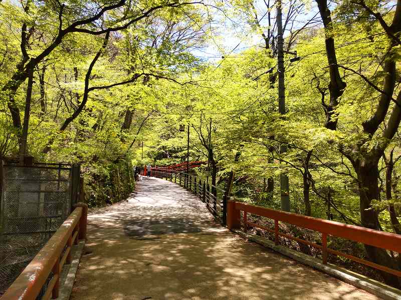 河鹿橋周辺の新緑情報